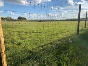Secure fencing at Dog Dynasty