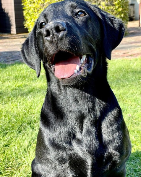 Black labrador