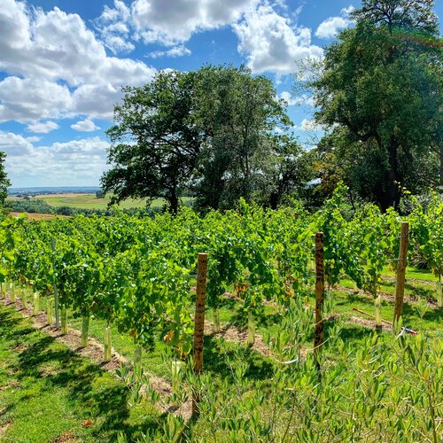 Missing Gate Vineyard Missing Gate Vineyard