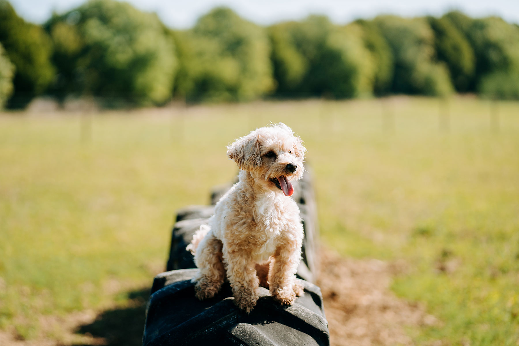 Little dog enjoying the tyres at the Dog Dynasty Exercise Park