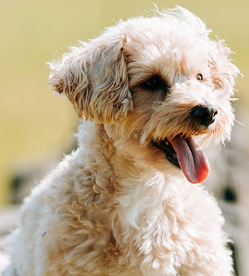 Little dog enjoying the Dog Dynasty Exercise Field