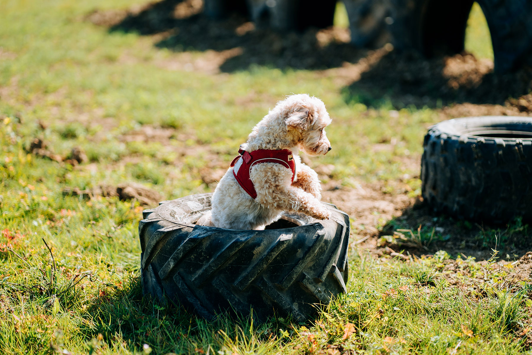 Little dog enjoying the tyres at the Dog Dynasty Exercise Field