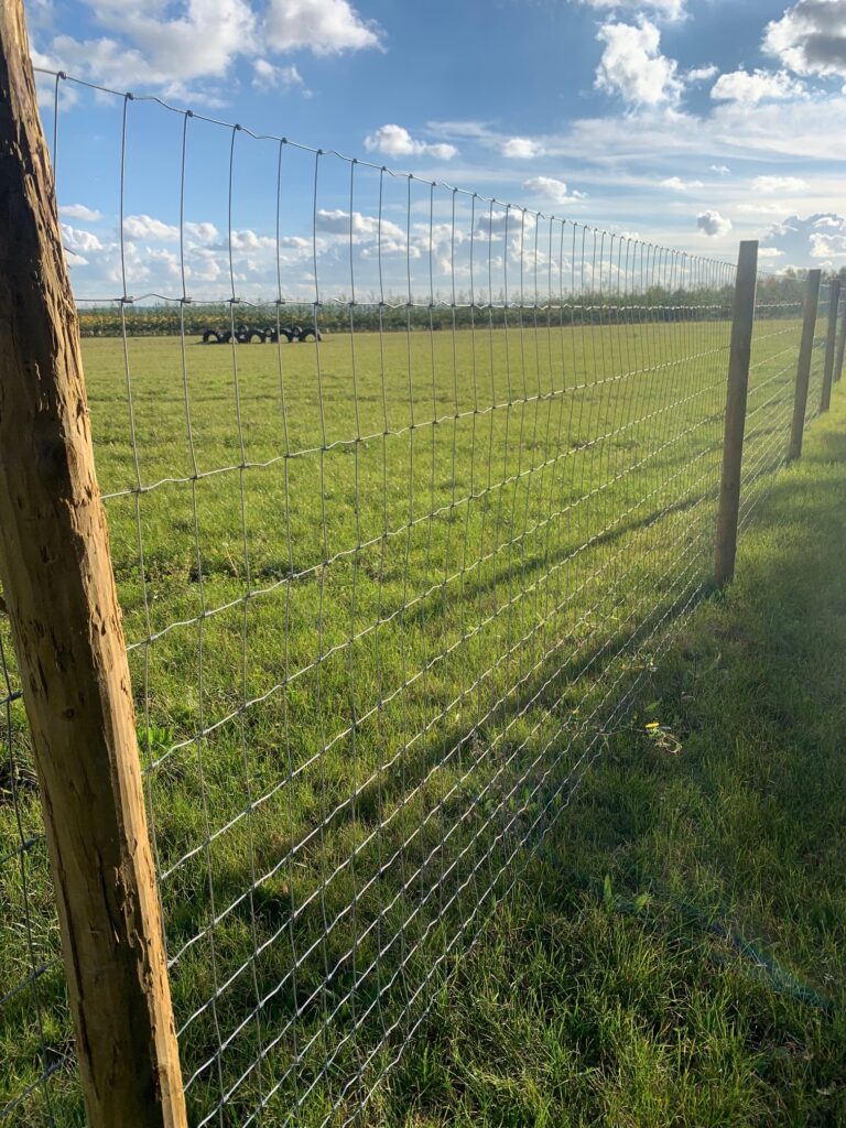 Secure fencing at Dog Dynasty