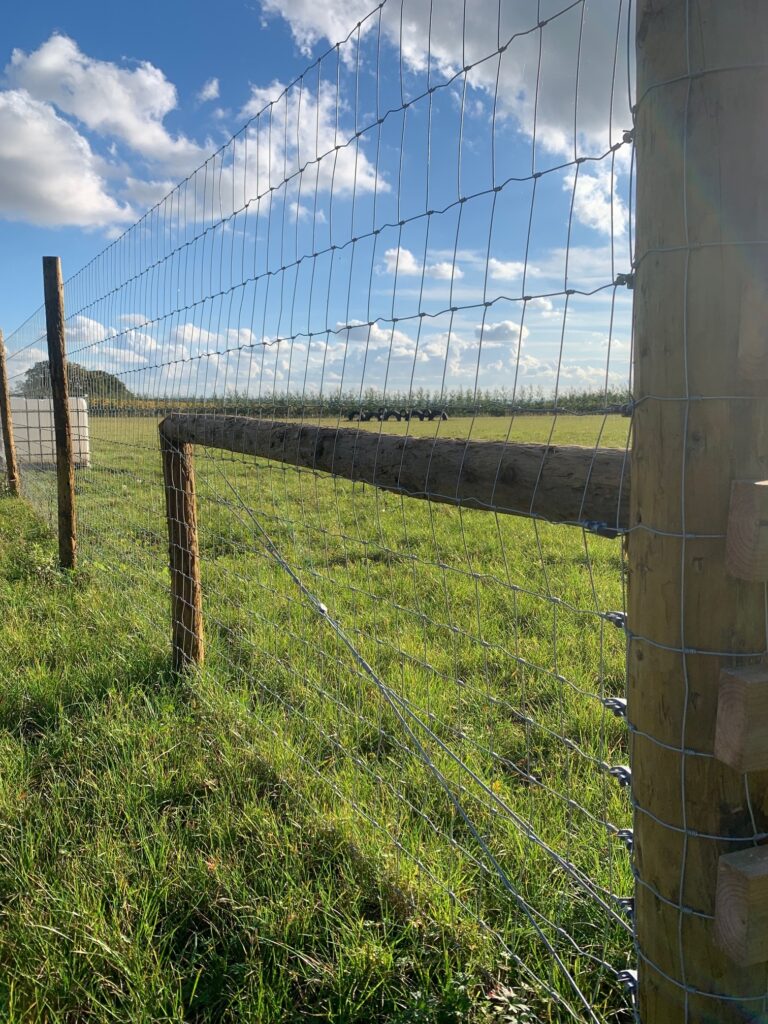 Secure fencing at Dog Dynasty