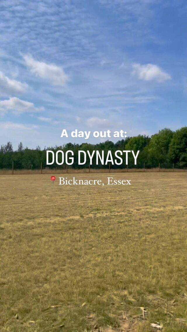 A day out at Dog Dynasty with two local doggos, Missy and Stewie!
If you’re interested in booking our secure area for your dogs to run freely in, click the link in our bio 🐾🐕

#dogs #leisure #dayout #runningupthathill #dogwalkers #dogparty