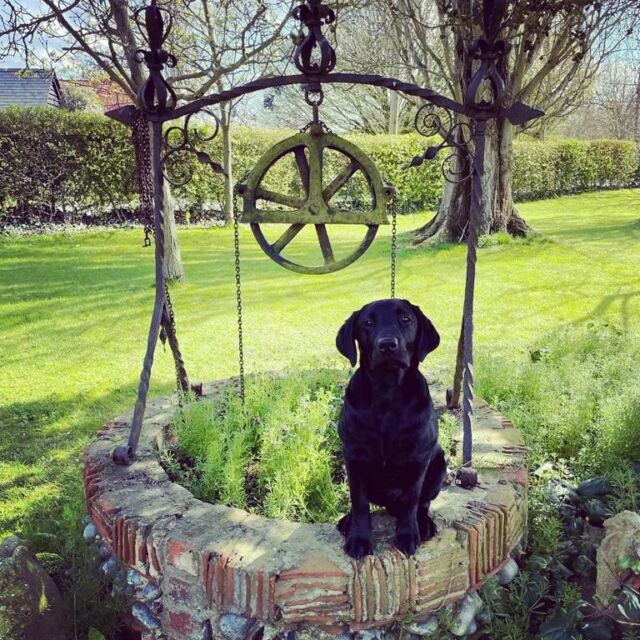 Happy International Dog Day from Pluto and all at Dog Dynasty #internationaldogday #internationaldog #internationaldogsday
