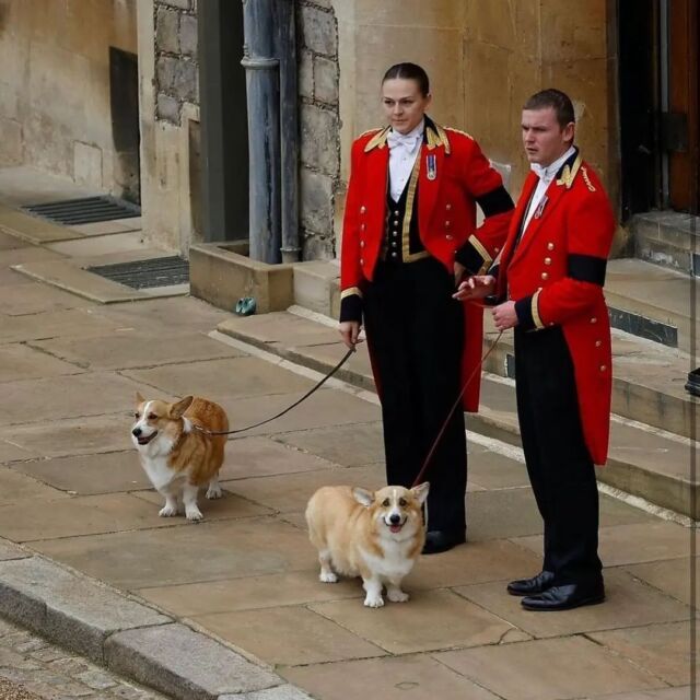 Sandy and Muick 

#queenscorgis #VIPguests #funeral #thequeen #missingtheirmum #animallovers #respect
