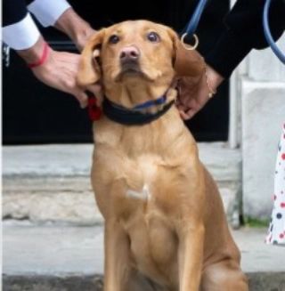 Nova settling into number 10 with  a new Remembrance collar

#number10 #topdog #oustingLarry #larrythecat #nova