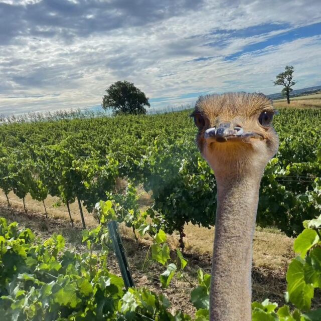 Beware of the Ostrich