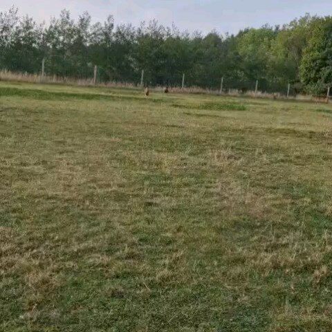 Peggy and Dotty enjoying their time at Dog Dynasty 🐕 ❤️